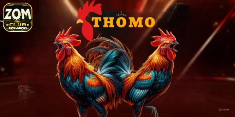 Đá Gà Thomo Zomclub – Sân Chơi Đáng Thử Trong Năm 2025