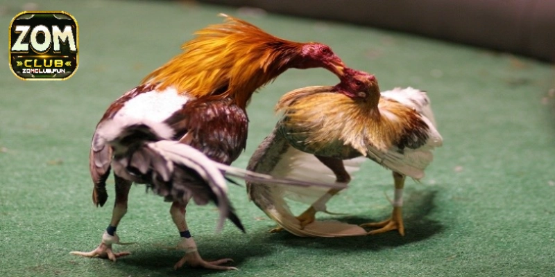 Đá Gà Tre – Phiên Bản Chơi Chọi Kê Được Yêu Thích 2025